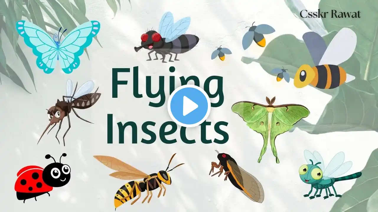 Flying Insects | Flying Insects Name | Insects for kids | Insects Name in English | List of Insects