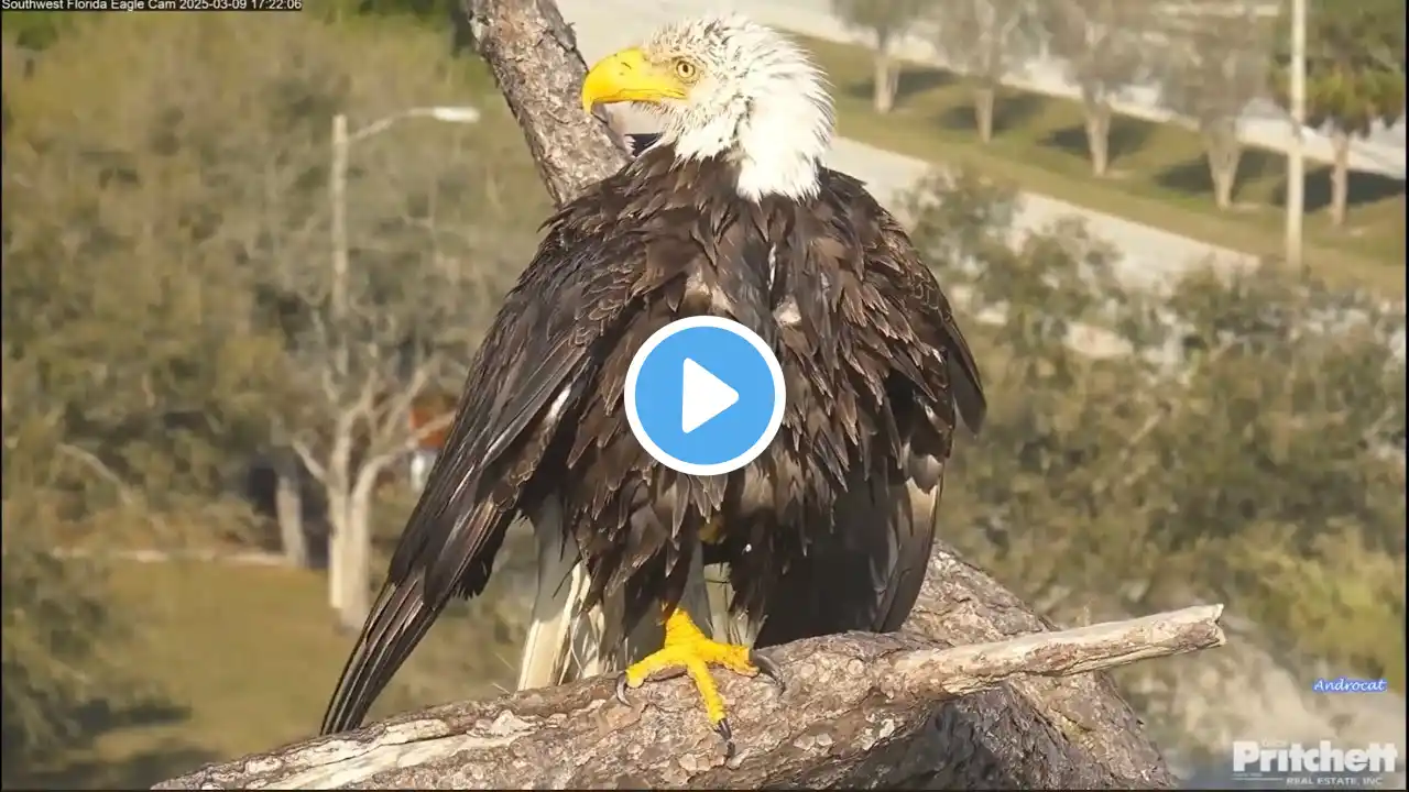 SWFL Eagles 3-9-25.  M15's Afternoon Double Dip Bath; Dries in the Nest Tree; Both Take Sunday Off!