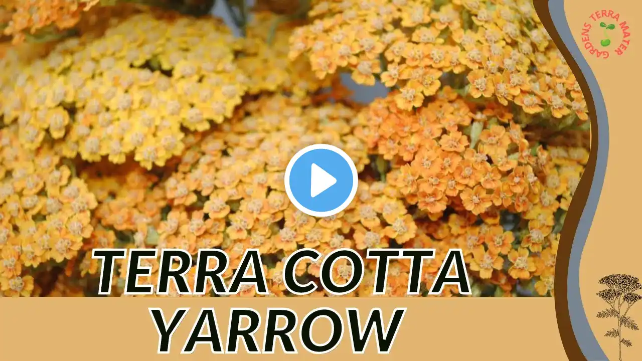 YARROW 'TERRA COTTA' Information and Growing Tips! (Achillea millefolium 'Terracotta')