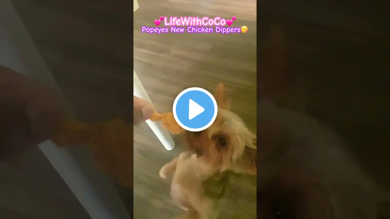 Yorkie 🐶 eats Popeyes NEW Chicken Dippers #dog #yorkie #mukbang #shorts #subscribe 😘thanx