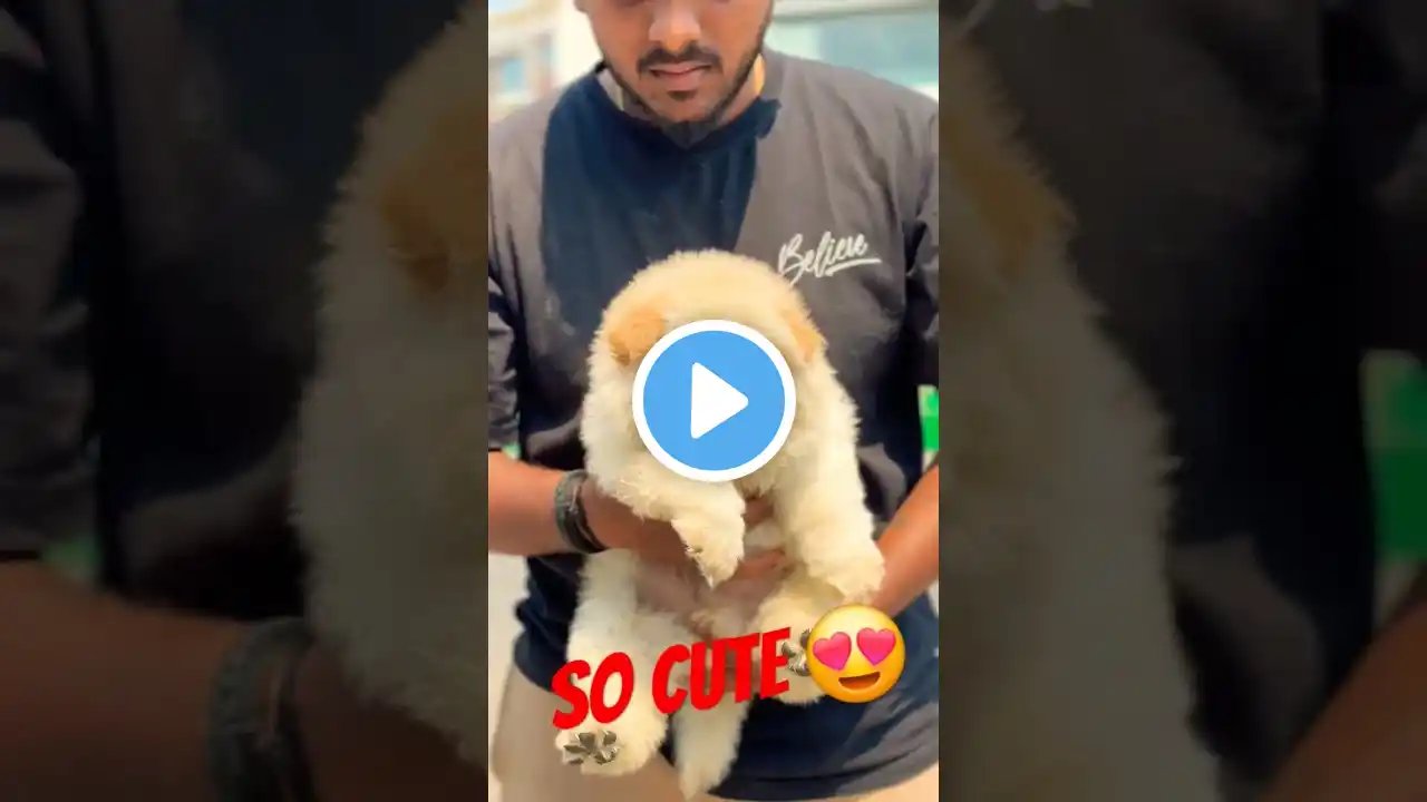 chowchow so cute puppy #shorts #shortvideo #subscribe #shortsfeed #shortsvideo #status #youtube #yt