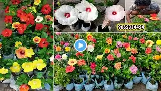 Kolkata Flower Plant Market | Wholesale Plant Nursery | All Types Hibiscus Online Sell