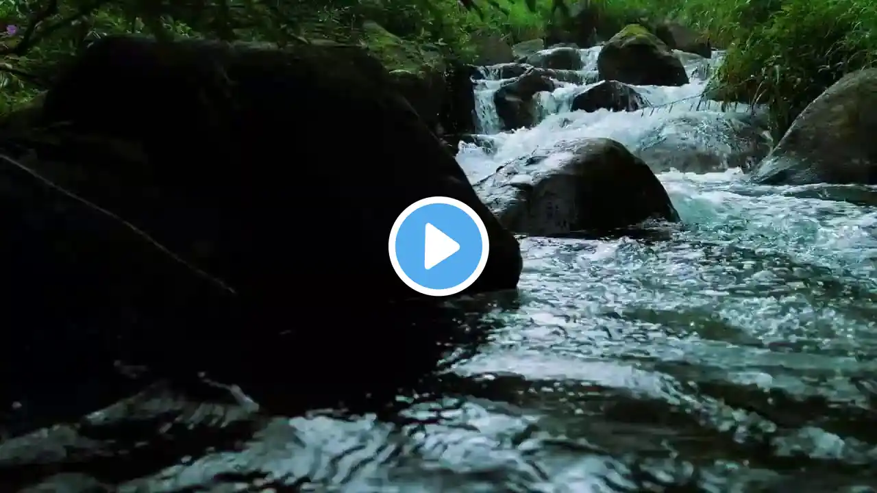 Deep Sleep Nature Sounds | Gentle River Flow & Forest Birds Chirping ASMR Live for Relaxation