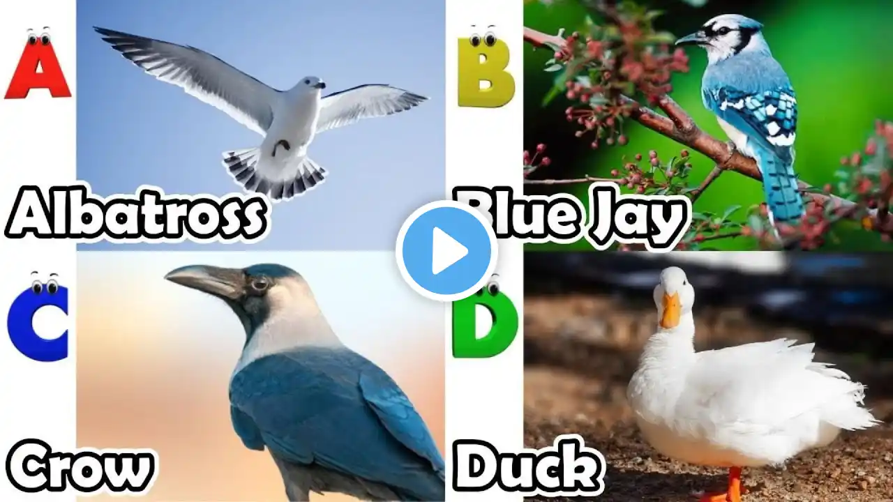 ABC Birds Song | Real Animals Song | Learn English, Alphabets and Animals for Kids #abcd