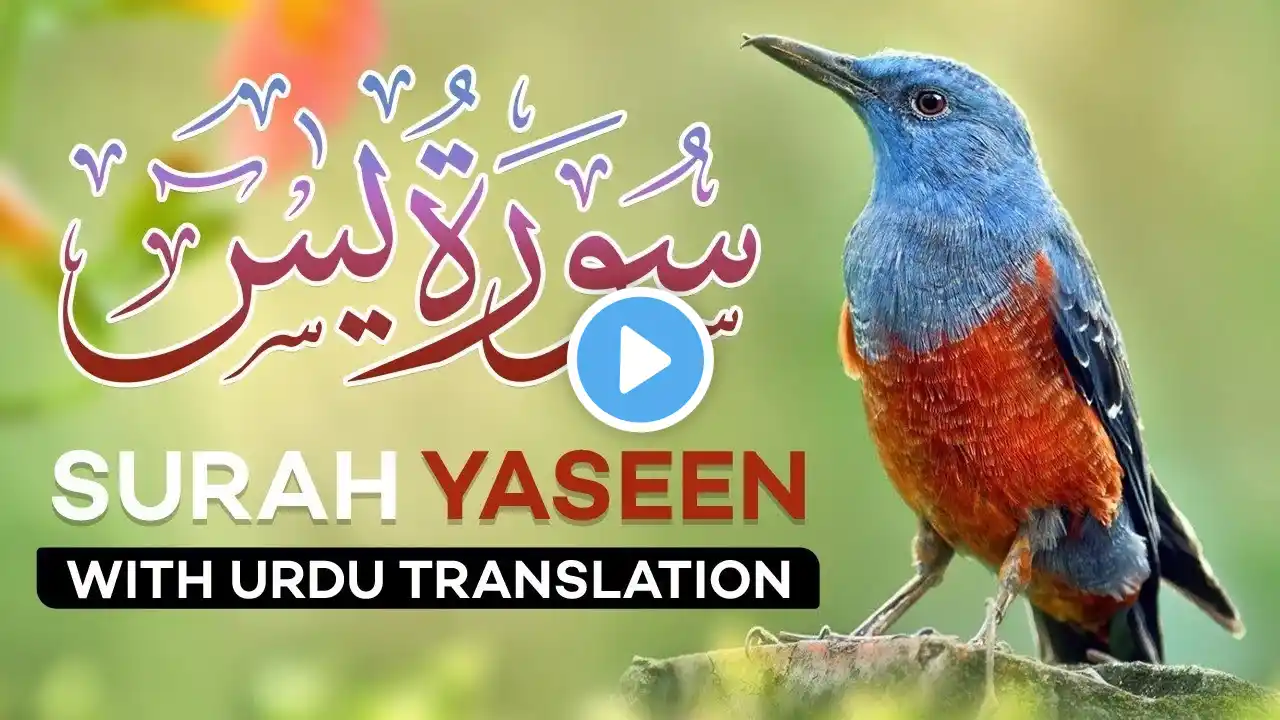 Surah Yaseen (Yasin) With Urdu Translation | Urdu Tarjuma | Quran Recitation | @alizaididiaries