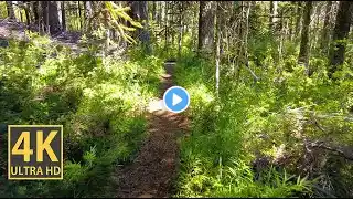 Bamboo Forest Nature Walk 4K (With Ambient Nature Sounds And Music)