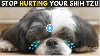 20 Things You Do That Emotionally Hurt Your Shih tzu Without Realizing