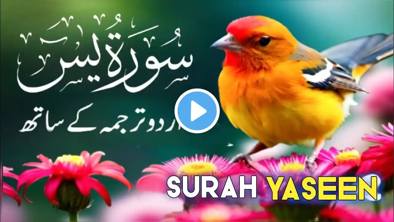 Ep066 Surat Yaseen with Urdu Translation/Tarjuma | Surah Yasin Full With Arabic Text Mishary Alfasay