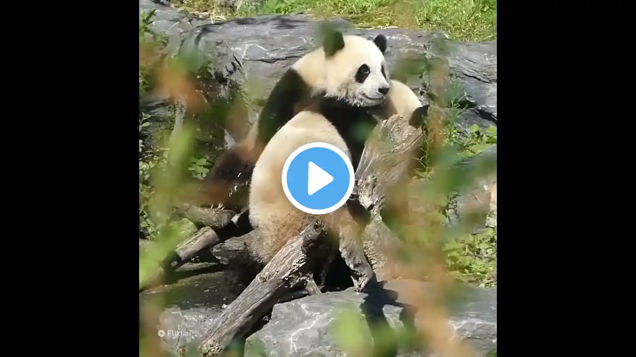 When Clingy Panda Only Wants Its Nanny To Play Instead Of cute | iPanda #shorts