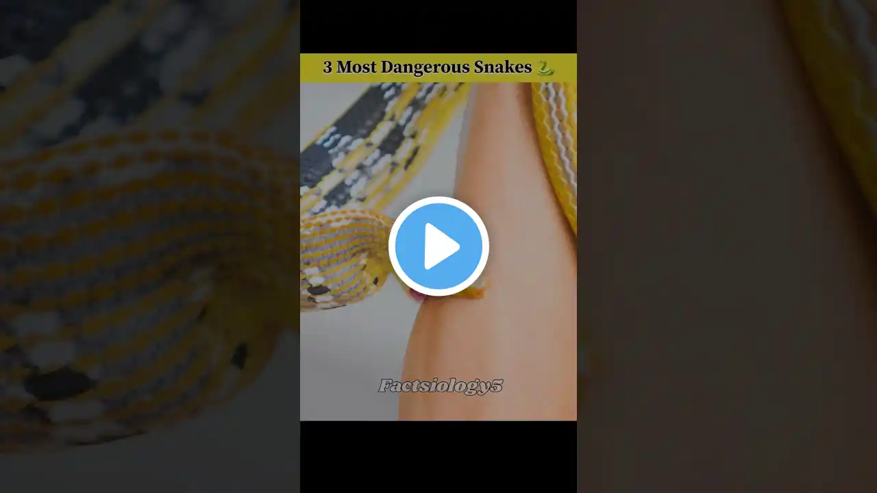 3 Most Dangerous Snakes in the World 🐍😱 #facts #trending #shorts