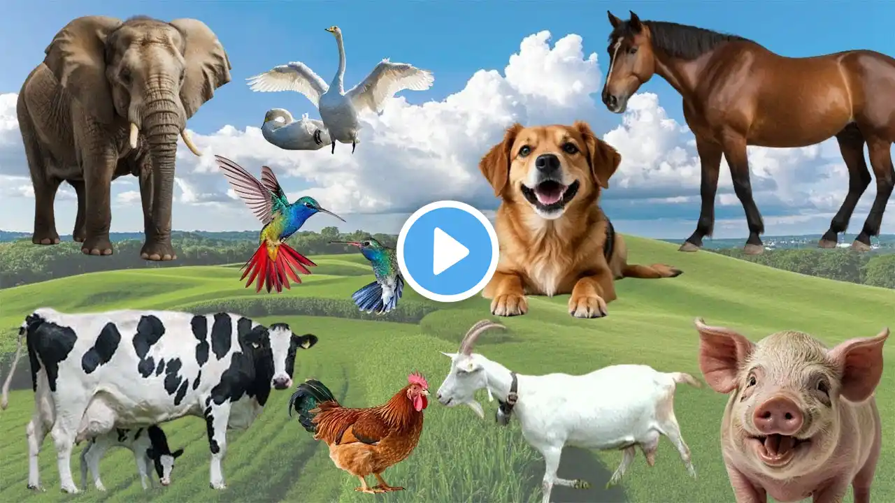 Compilation of Animal Sounds - Elephant, Tiger, Horse, Chicken, Cow, Cat, Dog - Adorable Animals