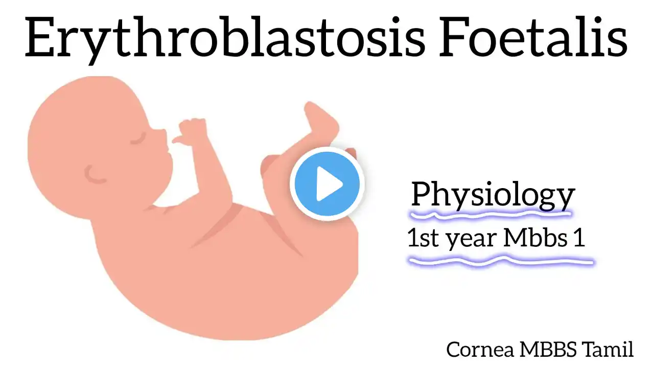 Erythroblastosis Foetalis | physiology | Blood and Immunity | #physiology #mbbstamilnadu #hematology