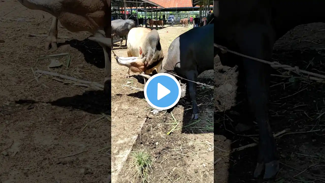 Adu Banteng, tingkah laku sapi lucu dan pintar #sapi #lembu #cowvideos