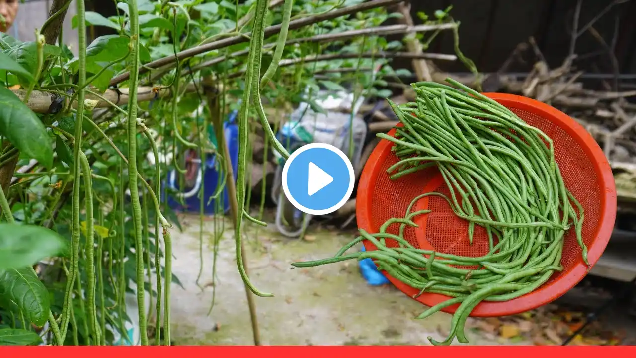 From Seed to Plate: Growing Delicious Long Beans, Grow Long Beans At Home | Nana Garden Ideas