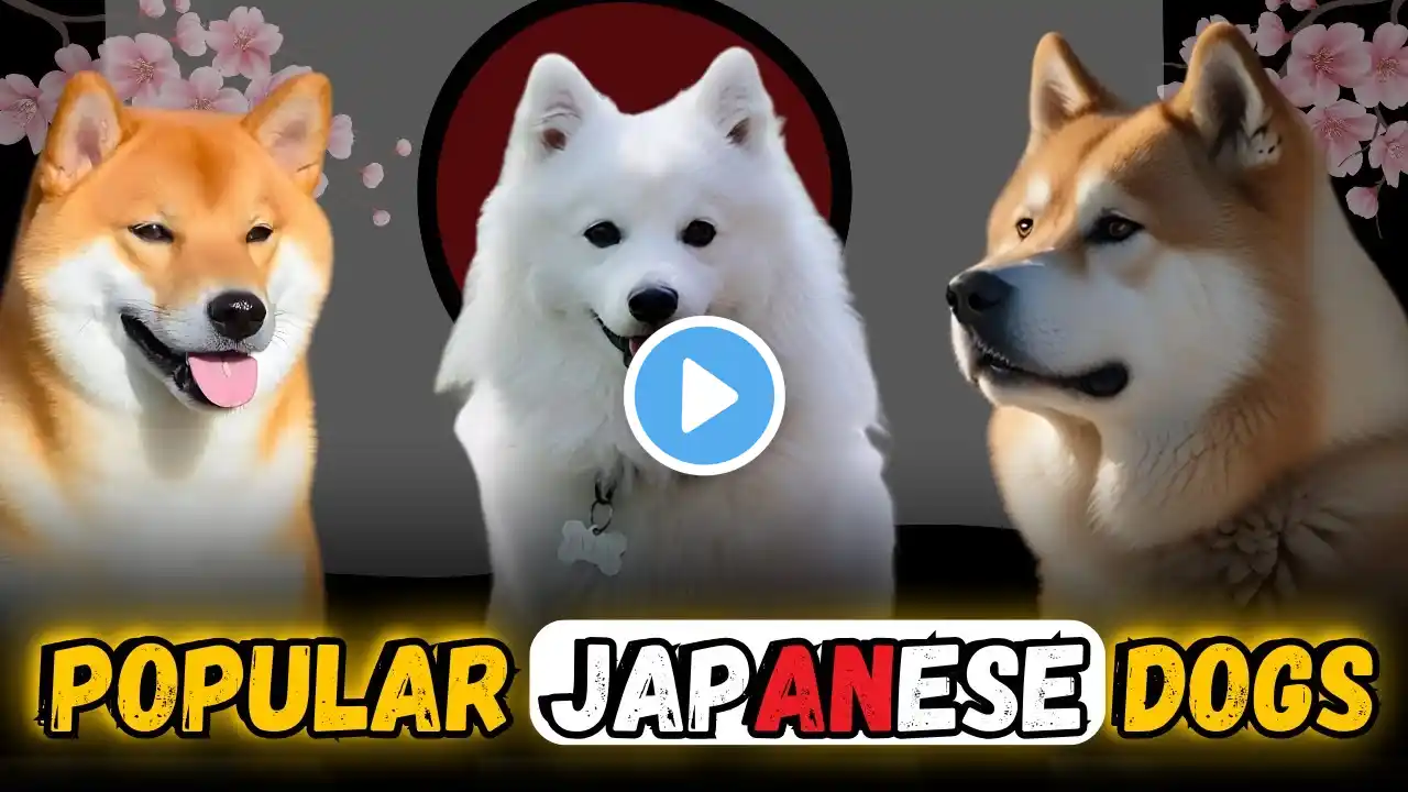 TOP 10 POPULAR JAPANESE DOG BREEDS | Top 5ology