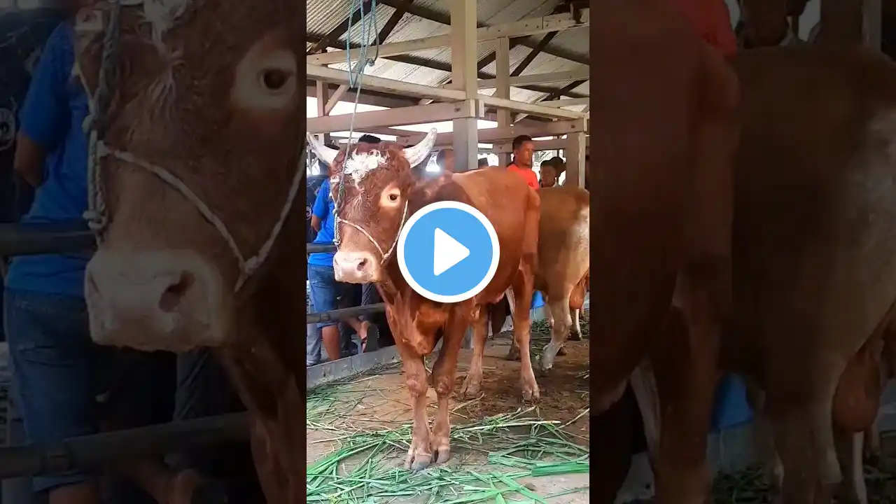 slow respon#cow #sapi #lembu #hewan #animallover #suarasapi #youtubeshorts