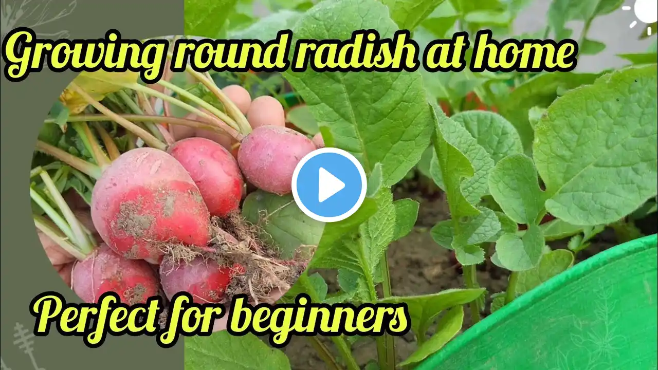 how to grow red round radish at home(Seed to harvest)