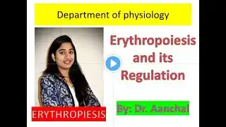 Erythropoiesis - Process of RBC formation and Regulation