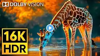 16K VIDEO ULTRA HD Dolby Vision HDR 120fps - Cutest Animals of The World #Wildlife #BGM