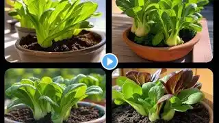How to Grow Bok Choy in Raised Beds and Containers - A Step by Ste Guide. #bokchoy