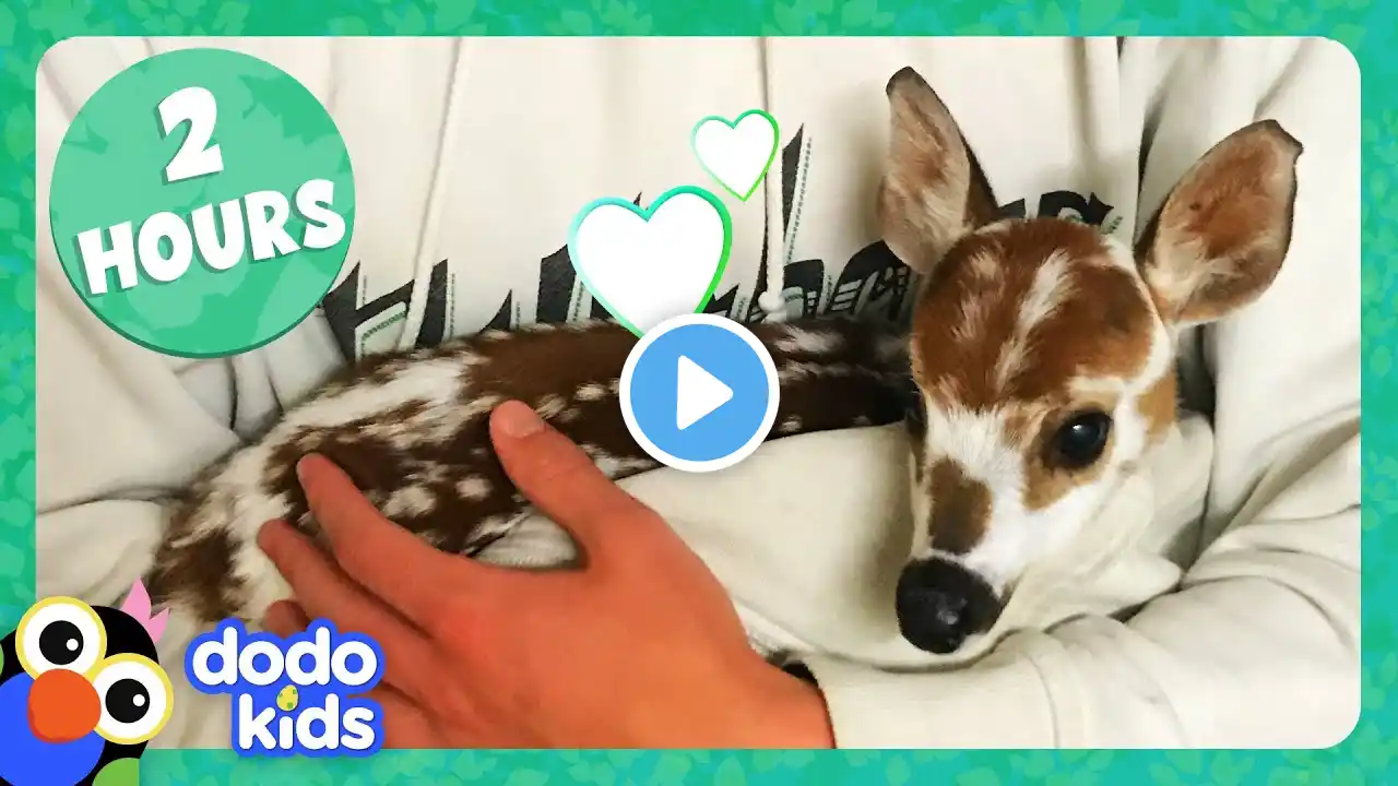 2 Hours Of Animals Being Ridiculously Cute | Dodo Kids | Animal Videos For Kids