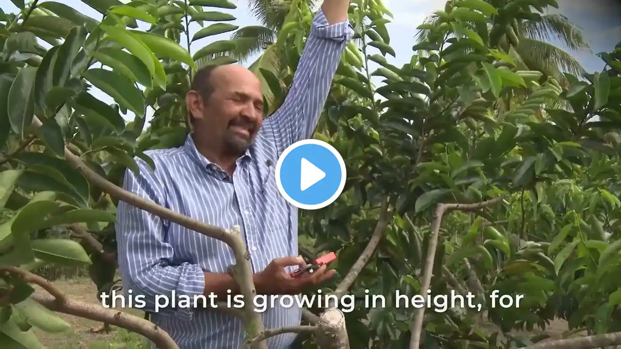 Soursop Production Techniques- A training for Belize