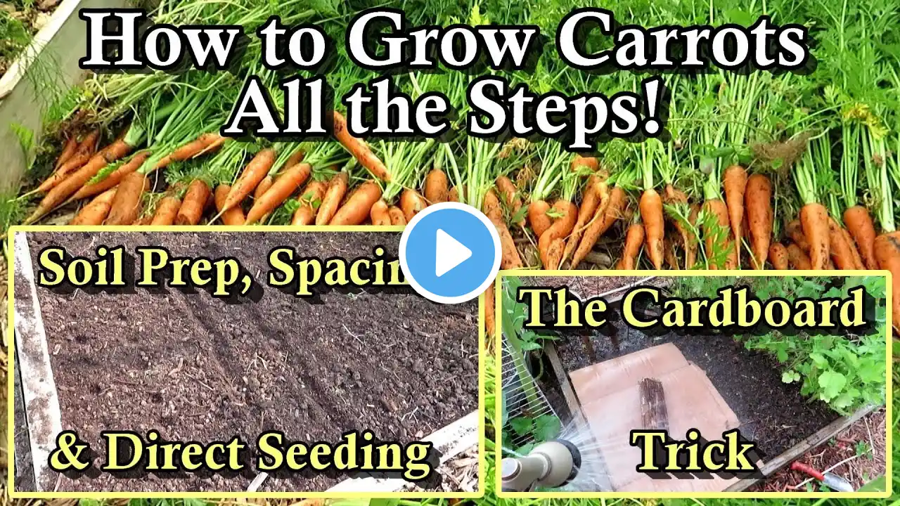 How to Grow Carrots in Your Garden: Harvest & Seed Planting Examples - All the Steps!