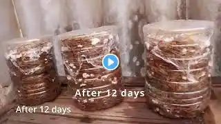 Growing mushrooms at home is super simple from recycled plastic cans   Anyone can grow them