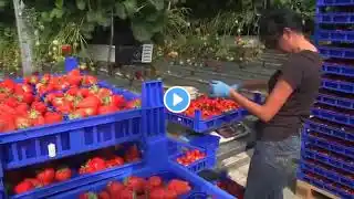 Awesome Hydroponic Strawberries Farming   Modern Agriculture Technology   Strawberries Harvestin -