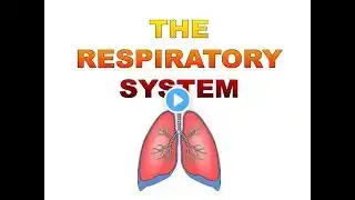 RESPIRATORY SYSTEM PART 3