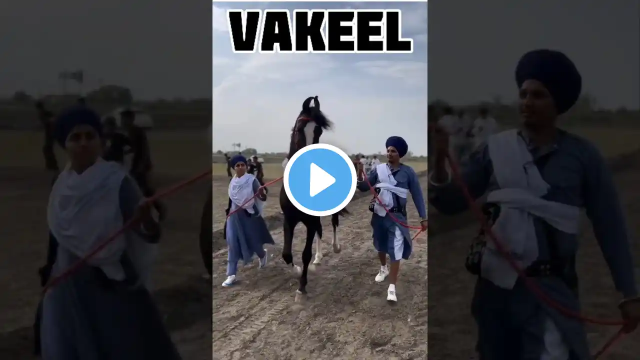 #shorts Marwari horse stallion Vakeelh studfarm #marwarihorse #viral #horse #trending #ytshorts #yt