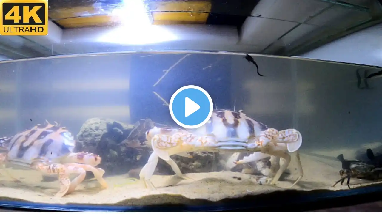 An Awesome Saltwater Aquarium with 4K | Saltwater Reef Aquarium