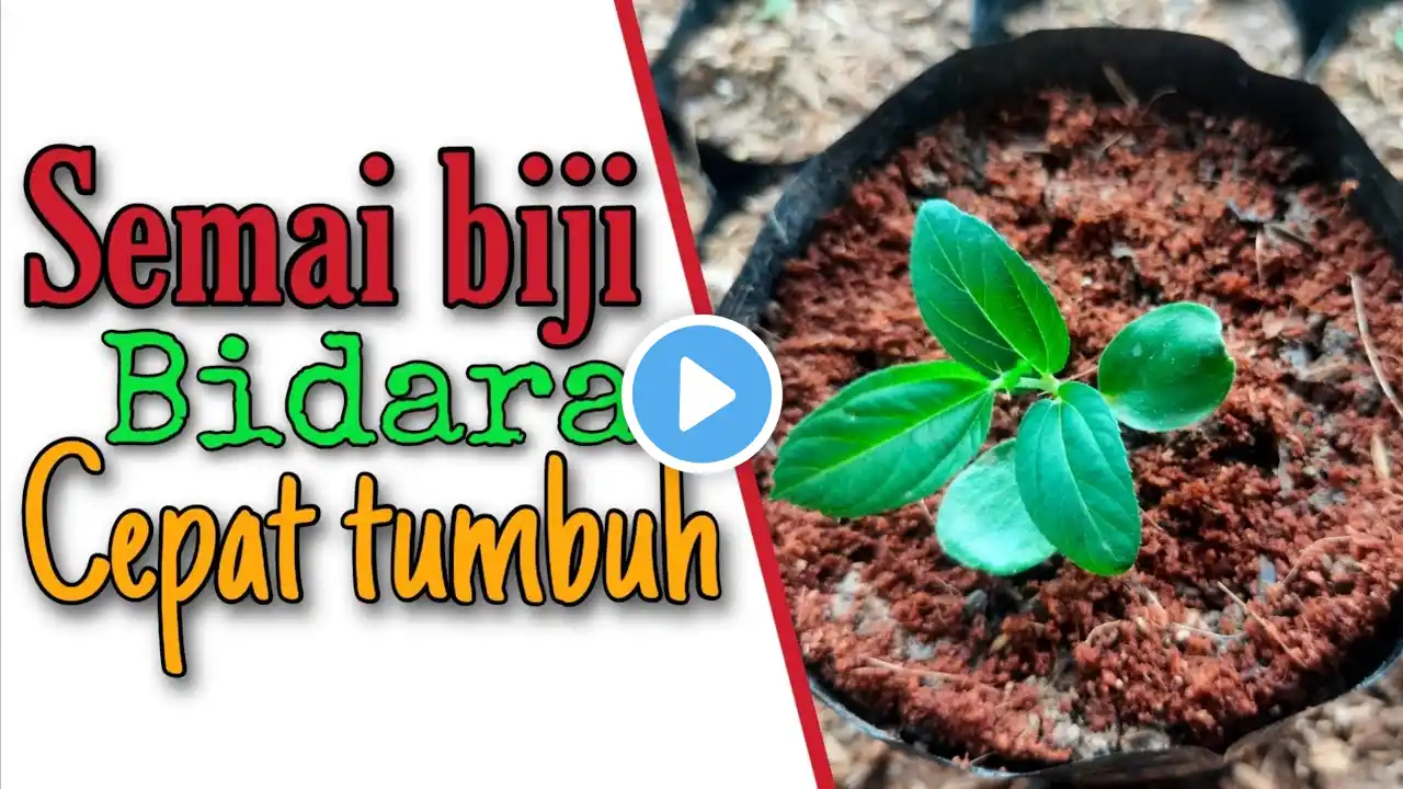 Cara menyemai biji bidara arab agar cepat tumbuh - bidara sidr