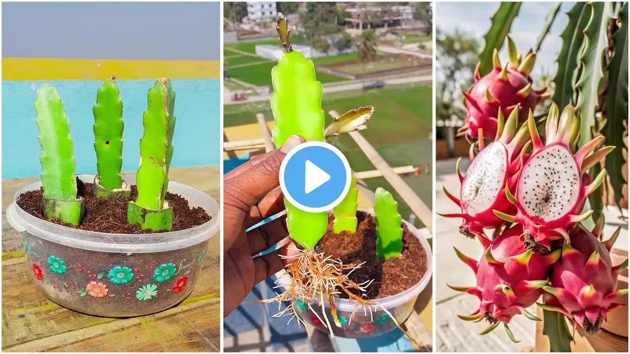 Simple process to grow dragon fruit plant | growing dragon plants from cuttings