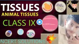 Tissues - Animal & Plant Tissues | Class 9 One-Shot Easiest Lecture | Class #9ScienceCh6 | 2024-25