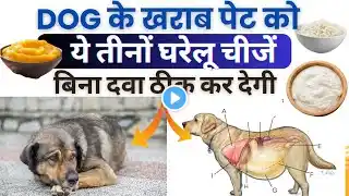 बिना दवा Dog के खराब पेट को ठीक करें 👉🏻घरेलू इलाज dog ka pet kharab ho to kya kare