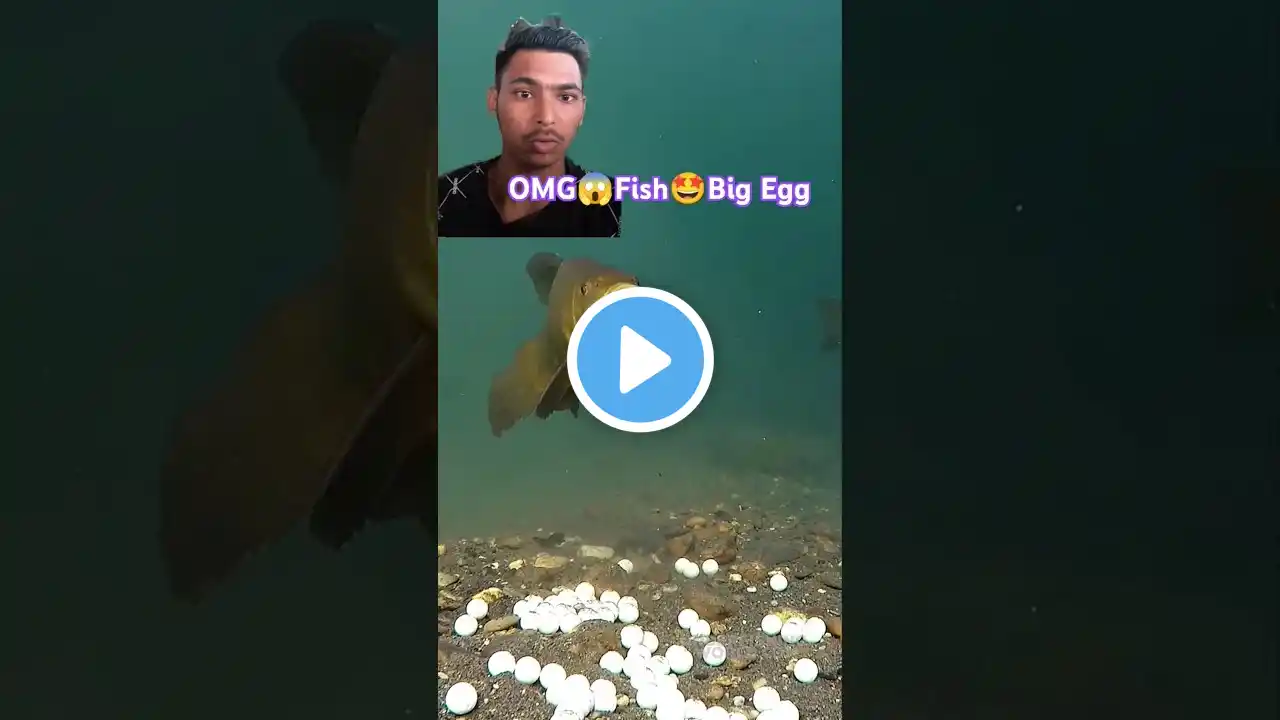 YouTube😍Fish😍Big Egg😱 short #shorts #fishing #fish #carp #carpfishing #catchandrelease #shortsfeed