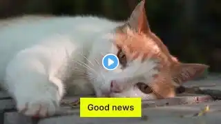 How to Express Your Cat's Anal Glands at Home. কিভাবে বিড়াল এর পায়ু গ্রন্থি প্রকাশ করবেন।।