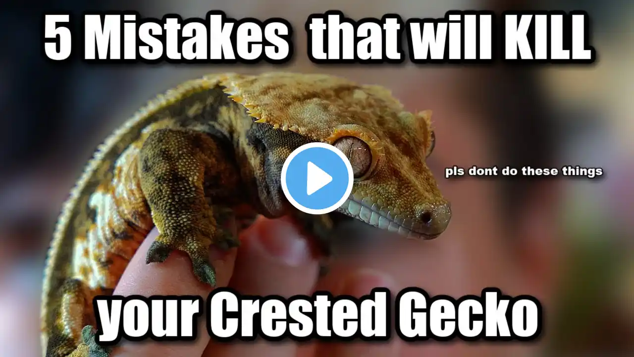 5 Easiest Ways to Kill a Crested Gecko (don't make these mistakes)