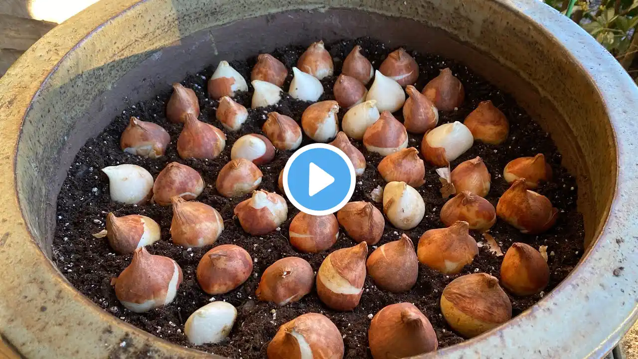 Planting daffodils and Tulips in pots using the Lasagna Layering method! 🌷🌷🌷