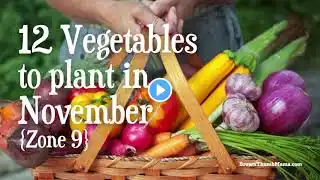 12 Vegetables to Plant in November: Zone 9