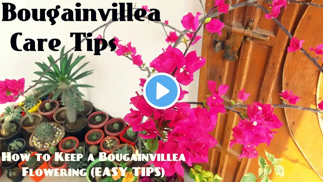 How to Keep a Bougainvillea Flowering(EASY TIPS)