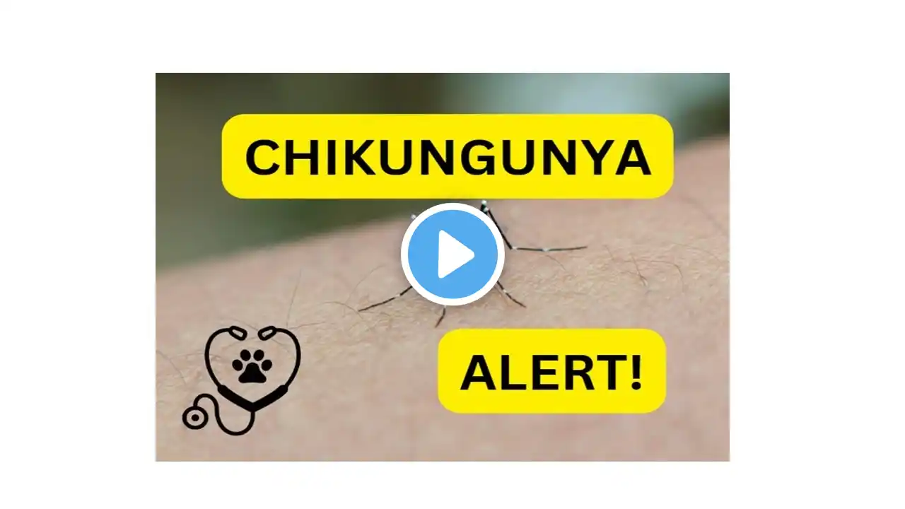 Chikungunya Explained: Symptoms, Prevention, and Treatment