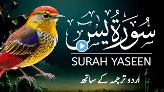 Surah Yaseen With Urdu Translation Urdu Tarjuma|| Best Qur'an Recitation || Surah Yasin tilawat ||