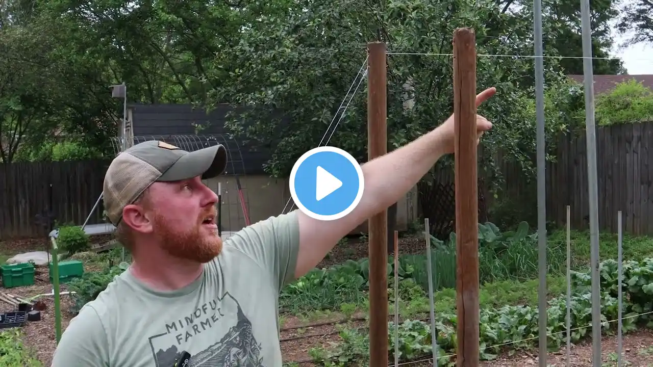 Strong and Affordable DIY Trellis - Part 2 - Cherry Tomatoes