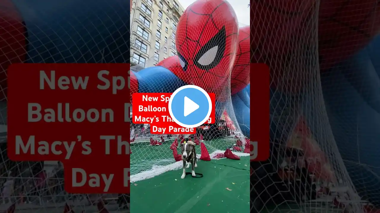 New Spider-Man Balloon Debuts for Macys Thanksgiving Day Parade #doglovers #dogshorts #doglover #dog