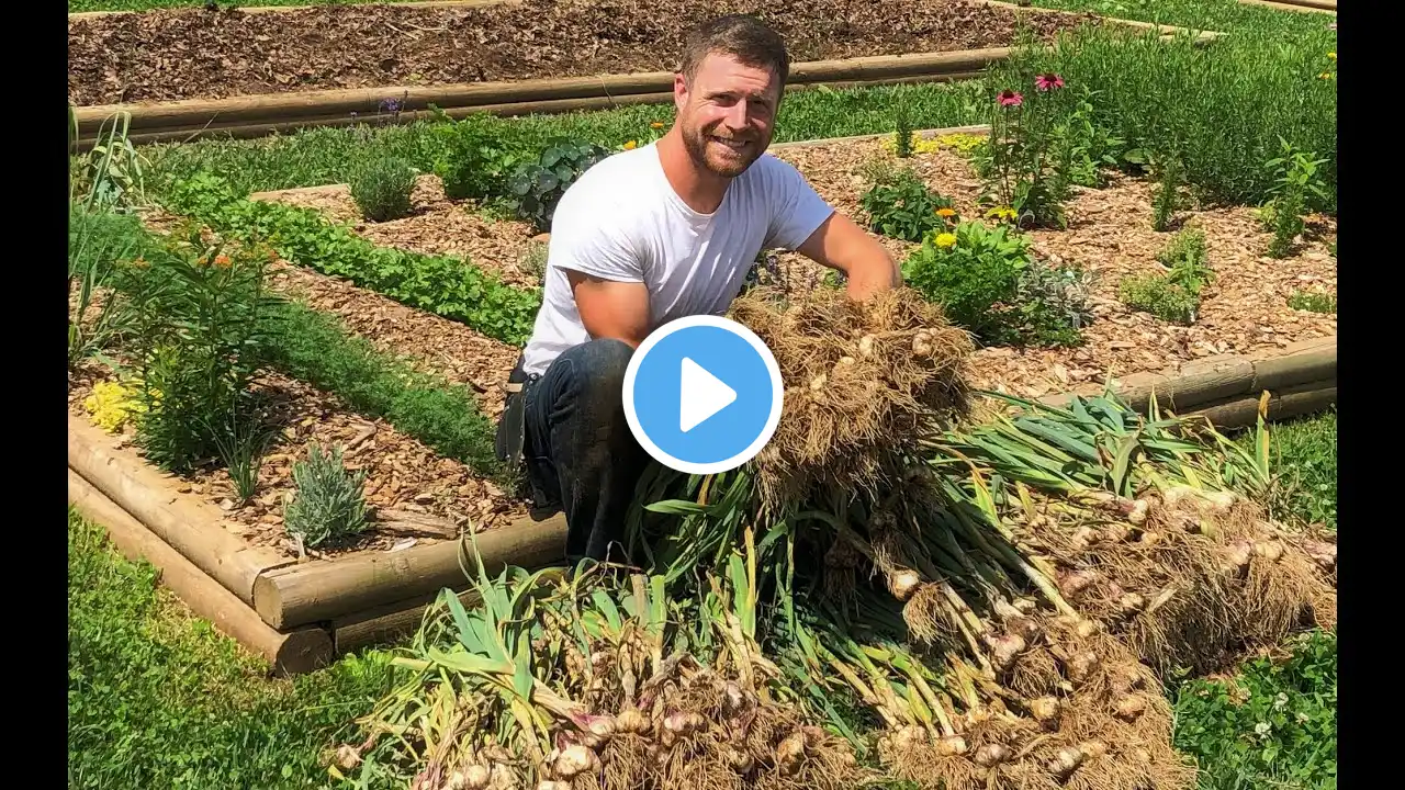 How to Grow, Harvest, & Cure Softneck Garlic