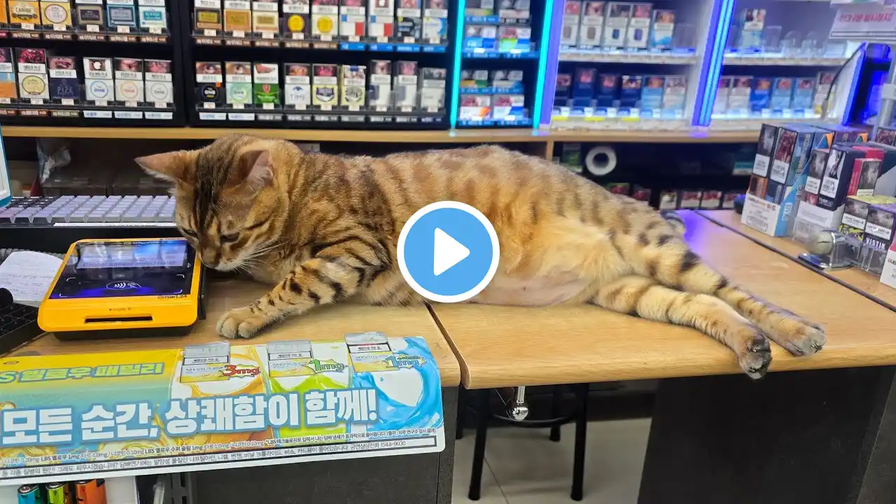 파워 냉방중인 무닝이! l 출근전 짧은 라이브 l