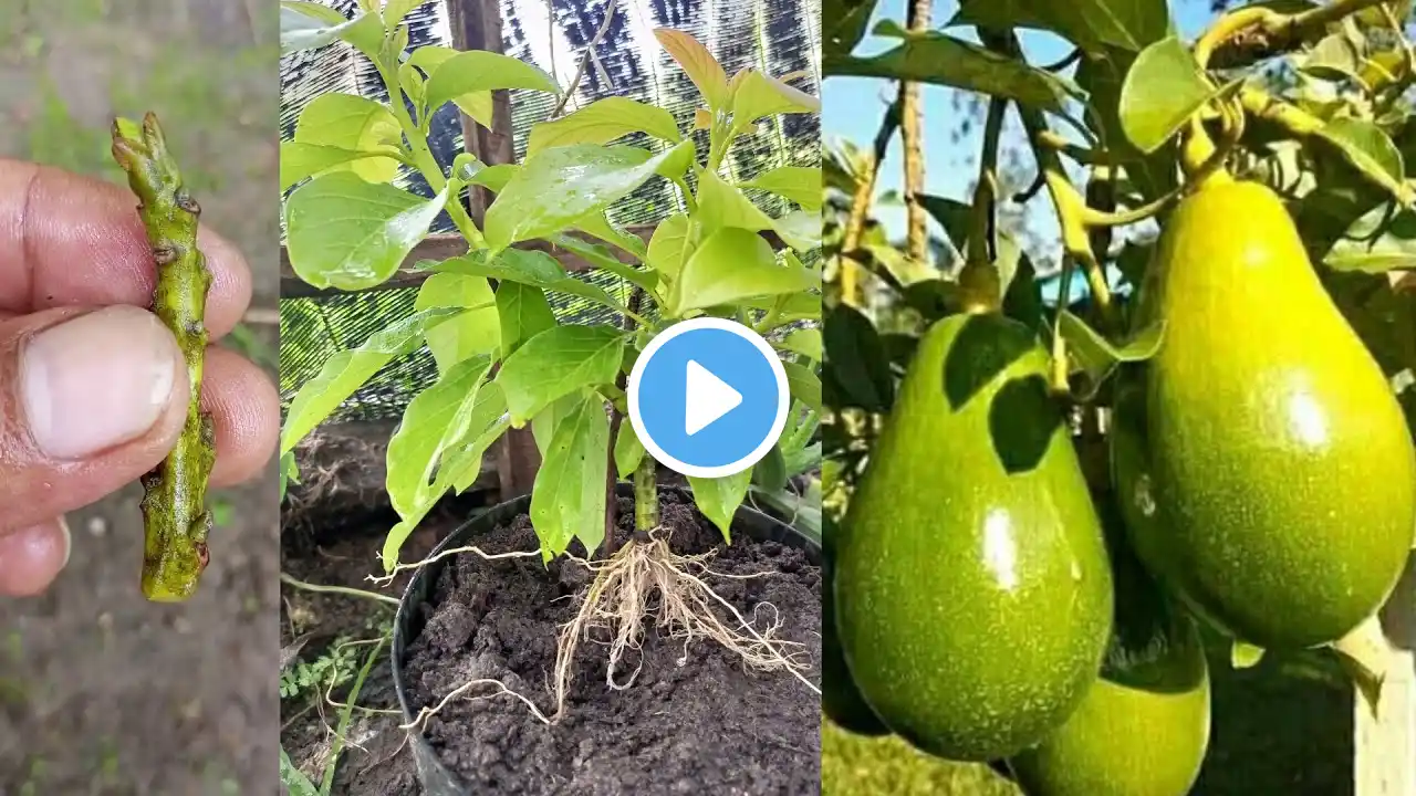 100% successful, heres an easy way to cut jackfruit stems using garlic