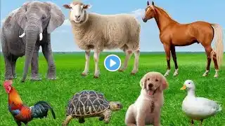 Cute Little Animals Collection: Horse, Elephant, Cat, Chicken, Duck, Dog, Cow, Pig Animal Videos